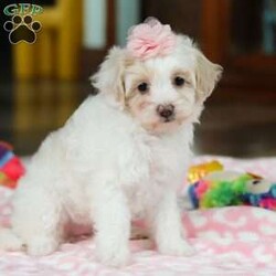Maggie/Maltipoo									Puppy/Female	/9 Weeks,Look at this darling little Maltipoo named Maggie! The Maltipoo is a small-sized designer dog breed that is a cross between a Maltese and a Poodle. They are known for their charming appearance, friendly demeanor, and intelligence. They are often friendly, outgoing, and enjoy being around people, including children and other pets. They tend to form strong bonds with their owners and can be quite loyal and protective. Maltipoos are also intelligent dogs and respond well to training, making them suitable for obedience and agility activities.