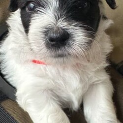 Adopt a dog:Maltese Shih Tzu puppies - ready to go/Maltese Shih Tzu/Both/Younger Than Six Months,7 puppies (2 female, 5 male) 1 female sold 2 male soldHypo-allergenic - non sheddersblack & white and tri coloursSmall indoor dogs - great companionsVaccinated, wormed, vet checked and microchipped - ready to go to furever homesCome with Pet Pack (food, blanket & toy)Both Mum & Dad available to be viewed with puppies