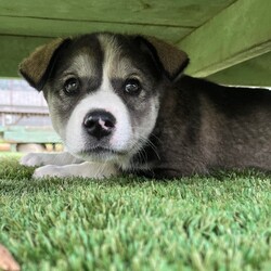 Adopt a dog:Tundra/Husky/Female/Baby,- Age: 2 months old
- Breed: Husky/Aussie Mix
- Gender: Female
- Weight: 7lbs
- Personality: Adventurous, Independent, Loving
- Training Commands: Still Learning
- Loves: Exploring, Playing, Treats 
- Kid Friendly: Yes
- Dog Friendly: Yes
- Cat Friendly: Yes

Hi there, I'm Tundra! A happy, healthy, and adventurous puppy ready to spread love and joy wherever I go! I would love to go on hikes, adventures and explore the outdoors with my person! I'm still a young pup, figuring out the world around me and eager to learn basic commands. I'm in the process of being socialized with both dogs and cats, and I'm already kennel trained and working on my potty training! 

As I grow into a brave, beautiful girl, I look forward to becoming the best companion I can be. And if you have kiddos, I'm easily teachable at this stage of my development! 

I can't wait to meet you soon and share in all the wonderful adventures ahead. Let's create paw-some memories together!
 
Tundra will be spayed, update to date on vaccines, and microchipped before going to her new home. She is currently on heartworm and flea preventative. 

If interested in adopting Tundra, please fill out our online adoption application at www.truaa.org. We will contact you once your application is approved to set up a meet and greet. Adoptions are done by appointment only and need an approved application.