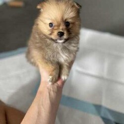 Purebred Pomeranian female puppies/Pomeranian/Female/Younger Than Six Months,These purebred adorable pups were born on Jan 26th, available to loving homes after March 22nd when they are 8 weeks old.* Daddy is a purebred pom weighing 2.1kg - cream/fox colour* Mom is a purebred foxy pom weigh 2.0kgAll parents have been DNA tested with certificate.Yes, we are breeders with more than one female dog. We own both parents.Total 3 cute girls and 1 boy available:- Boy is cream colour, will be very similar to his dad when he's bigger. - SOLD- 3 girls available. Every single girl is different and adorable in their own way.(One reserved)Our puppies are dearly loved, and we want them to go to homes where they will receive the same level of love and care. They are getting cuddles by my children every day.Puppies will come with:1. Vaccination record2. Microchip info3. Vet checked4. Handy notes for raising pups7. Sample puppy food the pupsMicrochip: 900164002097000, 900164002097001We locate in Kogarah 2217. SMS for more details.Responsible pet breeder Australia number: 7634Member of Master Dog Breeders and Associates MDBA30326BIN B975315777