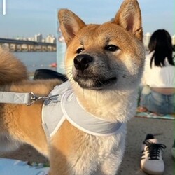 Adopt a dog:Dex/Shiba Inu/Male/Young,Dex is a 10 month old Shiba Inu he will is a sweet boy and will need to continue training. . Training will be required.  He is very playful and could needs an active family. Thank you. No kids under 12 and you must have a visible Instagram please. 

Have a flexible schedule first 12 weeks of adoption, be active, no kids under 8 years old we want you  to focus on training a puppy or dog! If you are planning to go away please take him with you.

For consideration please be over 26 in NY, NJ, Philadelphia or CT area only have kids 12  or over. Have a home with lots of dog runs,  parks or fenced in yard. Have an visible IG account when we ask for it please. Be active for puppies no couch potatoes!  Thank you. Most of all please follow step below and do not call us we are volunteers!  Please note we do not adopt in the Bronx nor Staten Island.
We have trainers in Brooklyn, LIC, Astoria, Manhattan, LI,  NJ ,and CT 20 miles from Greenwich. Kids `8 and up. He is good with all kids but we prefer older to continue his recall training. 


Step 1,  Email us suekmwdadoptions@gmail.com and tell us your experience with dogs and where u live. 2) If we need more info, we will send u an application 3) DO NOT CALL US 4) DO NOT EMAIL US at our website.  We get hundreds of people interested in adopting our dogs and can not possibly get back to everyone. Thank you for your cooperation. 

Please note we are volunteers and work with patients and can not take calls. Again email us only at the supplied email or via petfinder. Thank you.