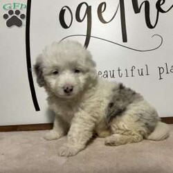 Reba/Aussiedoodle									Puppy/Female	/8 Weeks,Meet REBA, a beautiful Merle & White mini Aussie doodle. She was raised on a family farm, loves to play with our children. She is vet checked and up to date on all vaccines and wormers. She will come with a 1 year genetic health guarantee. Call or text the breeder anytime if you are interested in adopting this puppy. All Sunday calls or texts will be returned Monday