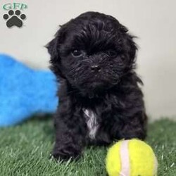 Bentley/Shih-Poo									Puppy/Male	/13 Weeks,Hey there, My name is Bentley! I am a very cute male black colored Shihpoo! I was born on January 8th, 2024. I am such a sweet and playful little guy! A Shihpoo is a combination of a Shihtzu and a Mini Poodle which makes me hypoallergenic and means that I don’t shed alot. I’m looking for my new family, could that be with you? If you choose me I will come home to you with my vaccinations and wormer up to date and I will also be microchipped! If you think that I would make the perfect little additon to your family, then please call or text to find out more information about me!