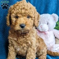Bella/Mini Goldendoodle									Puppy/Female	/January 18th, 2024,Bella is an energetic happy girl that loves to play with any other animals and people. She’s so delightful and would love to meet you. She has been family raised and would fit well in any family. She is UTD on shots and deworming and is Vet checked and comes with a one year genetic health guarantee. She is an F1b and is considered hypoallergenic and will weigh between 12-20lbs. Her mother is 30lbs and father is 12lb. If you are interested in meeting her please reach out and we will be happy to meet you and see if you and Bella are a match. 