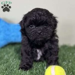 Bentley/Shih-Poo									Puppy/Male	/13 Weeks,Hey there, My name is Bentley! I am a very cute male black colored Shihpoo! I was born on January 8th, 2024. I am such a sweet and playful little guy! A Shihpoo is a combination of a Shihtzu and a Mini Poodle which makes me hypoallergenic and means that I don’t shed alot. I’m looking for my new family, could that be with you? If you choose me I will come home to you with my vaccinations and wormer up to date and I will also be microchipped! If you think that I would make the perfect little additon to your family, then please call or text to find out more information about me!
