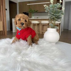 Toy Cavoodle pup male !lDNA CLEAR .looking for a loving family /Poodle (Toy)/Female/Younger Than Six Months,Puppies are coming with one month Pet Insurance!Please don’t hesitate contact me on ******1147 for any questions REVEAL_DETAILS For more pictures and videos please follow me on Instagram:Cavoodles_puppie