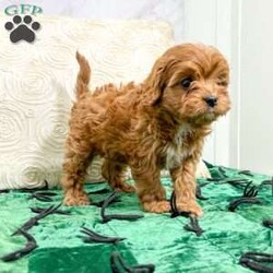 Sugar/Cavapoo									Puppy/Female	/8 Weeks,This sweet and adorable puppy is looking for a forever family! All vaccinations and dewormings are up to date and any necessary paperwork will be provided. Raised by a large and loving family with children, this pup will be a wonderful new companion for you! To make the transition easier, a baggie of food will also be included. Please contact anytime!