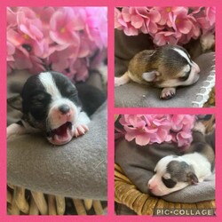 /Chihuahua (Smooth Coat)/Female/Younger Than Six Months,