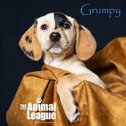 Adopt a dog:Grumpy/Labrador Retriever/Male/Baby,______
DOB/AGE: 01/10/2024
WEIGHT (GROWN): 40-50 lbs 

You will need to complete an application before a Meet & Greet can be scheduled with me. Here is the link: theanimalleague.org/adoption-application/

PLEASE READ THE INFORMATION BELOW THOROUGHLY
_________________________

I am a Sunshine Fundraiser pet. As a non-profit, The Animal League does not receive funding from the government. My additional fee helps The Animal League pay for major medical bills and keep on rescuing and saving lives. Read more about the Sunshine Fund here: https://theanimalleague.org/sunshine-fund/

NOTE: we CANNOT email information about fees. View our GENERAL fees here (you will need to copy/paste into your browser): https://theanimalleague.org/adoption-fees/ 
	
All of our dogs are spayed or neutered, receive a registered microchip, and are up-to-date on their age-appropriate shots, vaccines, and preventative care. We also test for heartworm when they are old enough. 

APPLICATION: https://theanimalleague.org/adoption-application/ 

Please visit https://theanimalleague.org/faqs/ for the answers to our most commonly asked questions such as, 