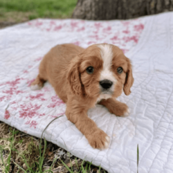 Adopt a dog:DNA Cleared Purebred Cavalier King Charles Puppies/Cavalier King Charles Spaniel/Both/Younger Than Six Months,