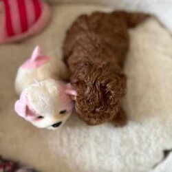 Adopt a dog:Gorgeous toy poodle female/Poodle (Toy)/Female/Younger Than Six Months,