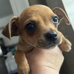Adopt a dog:Luke/Chihuahua/Male/Baby,This 10-week-old chihuahua pup named Luke will melt your heart with his charm and cuteness. He enjoys playing and getting belly rubs.