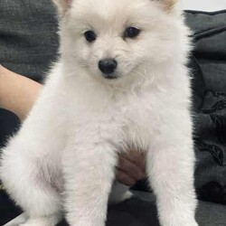 /Pomeranian/Female/Younger Than Six Months,hi4 puppies Ready for a new home 
