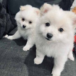 /Pomeranian/Female/Younger Than Six Months,hi4 puppies Ready for a new home 