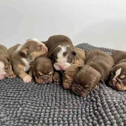 Adopt a dog:British bulldogs puppies /British Bulldog/Both/Younger Than Six Months,Pure breed British bulldog puppy's available