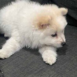 /Pomeranian/Female/Younger Than Six Months,hi4 puppies Ready for a new home 