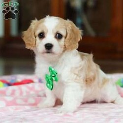 Banjo/Cavachon									Puppy/Male	/9 Weeks,Check out this cute little face! This baby is a Cavachon named Banjo. The Cavachon is a delightful small designer dog breed that is a cross between a Cavalier King Charles Spaniel and a Bichon Frise. They are known for their friendly and sociable nature. They typically get along well with people of all ages, including children, and are usually amiable towards other pets. They are also known to be cuddly dogs who thrive on attention and affection, making them great lap dogs and cuddle buddies. You'll love him the minute you see him.