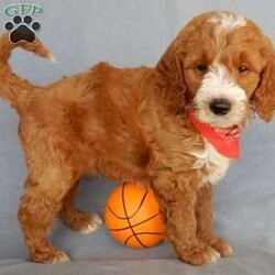 Duke (medium)/Goldendoodle									Puppy/Male	/10 Weeks,Prepare to fall in love!!!  My name is Duke and I’m the sweetest F1b medium sized goldendoodle looking for my furever home! One look into my warm, loving eyes and at my silky soft coat and I’ll be sure to have captured your heart already! I’m very happy, playful and very kid friendly and I would love to fill your home with all my puppy love!! I am full of personality, and ready for adventures! I stand out way above the rest with my beautiful red coat with white markings!!… I have been vet checked head to tail, microchipped and I am up to date on all vaccinations and dewormings . I come with a 1-year guarantee with the option of extending it to a 3-year guarantee and shipping is available! My mother is Lulu, our 47# standard goldendoodle with a heart of gold and my father is Benji, our beautiful 30# AKC red mini poodle with a very sweet and kid friendly personality!! I will grow to approx. 35-40# and I will be hypoallergenic and nonshedding! !!… Why wait when you know I’m the one for you? Call or text Martha to make me the newest addition to your family and get ready to spend a lifetime of tail wagging fun with me! (7% sales tax on in home pickups)