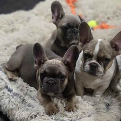 Adopt a dog:Purebred French Bulldog Puppies for Sale/French Bulldog/Both/Younger Than Six Months,Purebred French Bulldog Puppies for SaleLooking for a new furry friend? Look no further! We have two male and two female purebred French bulldogs for sale.The puppies are of the following colours:	1 X Male Blue	1 X Male White - Sold	1 X Female Blue Pied	1 X Female LilacThe father is a Blue Nosed Pure Bread French Bulldog, and the mother is a Pied Pure Bread French Bulldog. Our French bulldogs are raised in a loving home environment and are well-socialized with both children and adults.They have grown up around various adults, sights, smells, and noise.The puppies come with all the necessary papers and are up to date on all their vaccinations. They have been vet-checked to ensure they are healthy and happy.They will have all the necessary vaccines at 8 weeks and will come with papers. They are currently 10 weeks old and will be ready to be picked up after 02/03/2024.Don't miss out on the chance to bring home one of these delightful pups. The prices vary from $2500. Price is negotiable if pups go to a good home. Serious buyers only please, no time wasters.Contact us today on ******** 913 to schedule a visit and meet your new best friend! REVEAL_DETAILS 