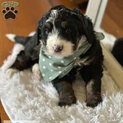 Keen/Mini Bernedoodle									Puppy/Male	/7 Weeks,Keen is the sweetest chunky guy! He loves kisses and cuddles and will wag his tail to show you love. He would make a great family companion as he is sweet and affectionate and loves kids. He will be up to date on his age appropriate puppy vaccines and health checked. Feel free to check out our website for all info. 