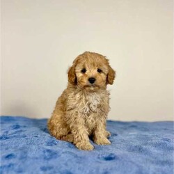 Adopt a dog:Cavoodle Puppies - DNA Tested/Cavalier King Charles Spaniel/Male/Younger Than Six Months,3 gorgeous male Cavoodle puppies, ready for their new home April 13th at 8 weeks of age.New owners will be provided with a puppy information folder to help transition their puppy into their new home which include:* Nutrition and diet* Dental care maintenance* Microchipping* Grooming* Worm and flea prevention* Sleeping* Toilet training* & MorePersonality/TemperamentCavoodles are a much loved breed for their affectionate, loving and playful nature who love the company of people and other pets. They make for excellent companion dogs, whom thrive on the companionship of people and other pets. Though Cavoodles will enjoy times outdoors, they make fantastic indoor dogs. Their small size, laid back and easy going nature, is an ideal pet for many houses/units. Though the Cavoodle is a very friendly dog, early socialisation and training will benefit both you and your puppy to ensure they have the best start to their long life.GroomingThese dogs are generally considered a Hypoallergenic breed with a low/non-shedding coat type, making them a suitable breed for people with allergies, asthma or families looking for a dog that won’t leave their hair throughout the house. Their coat is similar to other Oodles such as Groodle, Spoodle, Moodle and Shoodle.The length of the coat you desire will determine the amount of grooming required. For dogs with a longer and unclipped coat, regular brushing will be required to avoid knots and matting. For those who prefer a short to mid length coat, brushing will be required less frequently than those with a full length coat. Weekly brushing is plenty to keep a well groomed, clipped Cavoodle looking its best. This information additionally will be included in the puppy information folder as well as further grooming tips for your new baby.All puppy’s will leave our home with:* Thorough Veterinarian check* First vaccination* Microchipped* Flea preventative* Worm preventativeMum is a sable CavoodleDad is a café au lait Toy PoodleBoth parents have been DNA tested via Orivet, both returning clear results for any genetic disorders which can be passed on to their puppies. Your puppy will also come with 2 months free pet insurance.Our puppies have been raised and nurtured in a home environment. They have also been exposed to other other animals, children and different noises so they are well socialised and adapt to their new families home.Each puppy comes with a customised puppy pack for local buyers which includes essential items such as:* Collar and Lead* Assortment of toys* Dry puppy biscuits* Wet puppy food* Puppy training pads* Blanket* moreToilet trainingAll puppies have begun toilet training inside using puppy training pads and have also been introduced to grass outside for when they can go outside to the toilet. Further advice regarding the continuation of toilet training and general tips will be enclosed within the puppy information folder for their new families.Our puppy’s are only available for suitable homes where they are ensured plenty of love and adequate care. Please send through your name and the type of home you can provide one of our fur babies, thank you.
