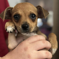 Adopt a dog:Luke/Chihuahua/Male/Baby,This 10-week-old chihuahua pup named Luke will melt your heart with his charm and cuteness. He enjoys playing and getting belly rubs.