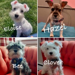 Adopt a dog:Clover/Miniature Schnauzer/Female/Young,Eloise (white), Hazel (grey), Bee (grey) and Clover (white) are 4 month-old old female puppies who joined AARF about a month ago as an owner surrender. They are typical happy, playful pups who will do well in a home that has the necessary time to house-train them and start them on the path to being wonderful canine companions! Since puppies this young require a lot of attention, oversight and training, ideal adopters will be home most of the time or have a plan in place to help them with the time commitment house-training requires. 

Schnauzers require regular, professional grooming (every 4-6 weeks) to keep them comfortable and free of painful mats. Each of these puppies will have had a first grooming appointment prior to adoption; potential adopters need to commit to a consistent professional care routine for their application to be considered. 

If you think your home would be a great fit for Eloise, Hazel, Clover or Bee apply today! We will not adopt out pairs of puppies to the same home. You can indicate a specific puppy by name, or ask to be considered for any of them. If you have any questions feel free to send an email to info@animalalliesrescue.org or if you think it's love at first sight, please fill out an adoption application at this site - http://www.animalalliesrescue.org. 

Their adoption fee is $400. The adoption package covers spay/neuter, microchipping, age appropriate immunizations against rabies and DHLPP, testing for heartworm and other tick borne diseases (if of appropriate age), and monthly flea and heartworm preventatives.