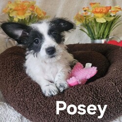 Adopt a dog:Posey/Pomeranian/Female/Baby,Please contact Sheryl with OAKDALE TINY PAWS RESCUE, text+1 (209) 606-3640 or email at tinypawsoakdale@gmail.com, Posey is being fostered in Oakdale.

Meet Posey, she was born on 12-1-23 and loves dogs, kids, and people. Posey and her litter mates are playful little pups with energetic personalities! Posey barks a little and is learning potty and behavior training. Posey is a Pomerian Chihuahua mix, her vaccines are up to date, she is microchipped, dewormed, and will be spayed on 4-9-24. If you are interested in meeting this sweet girl, please text or email Sheryl at the above contact information as we are currently accepting pre-adoption applications.

PRE-SCREENING, APPLICATION, VET REFERENCES & FENCED YARD REQUIRED. SERIOUS INQUIRIES ONLY! YOU WILL GET THE BEST OUT OF YOUR NEW FURRY FAMILY MEMBER BY GIVING THEM LOVE AND TRAINING