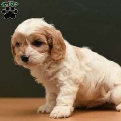 Conner/Cavapoo									Puppy/Male	/8 Weeks,To contact the breeder about this puppy, click on the “View Breeder Info” tab above.
