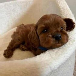 Adopt a dog:Cute as a button Toy Cavoodles/Cavalier King Charles Spaniel/Female/Younger Than Six Months,
