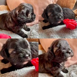 Adopt a dog:Malshipoo puppies (Maltese shih tzu x Miniture poodle)/Maltese Shih Tzu/Both/Younger Than Six Months,