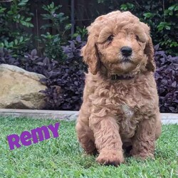 Miniature Groodle Puppies for sale/Other/Both/Younger Than Six Months,We have a litter of beautiful Mini Groodles. Born on the 16th of February. Ready to go to new homes from the 12th of April but we can hold them for later pick up.The mother is a non-shedding Miniature Groodle with a beautiful temperament. The father is a Purebred miniature Red Poodle. Both have been DNA tested and cleared of all common genetic conditions.Groodles have the gentle, even-nature of the Golden Retriever combined with the intelligence of the poodle. They are loving, friendly and love people. They respond well to obedience training.The puppies are very affectionate, are responding well to training, have been sleeping through the night, toilet training is progressing very well. They have gentle, sweet natures. They are non-shedding. One of the puppies, Duke, will have the fleece coat like mum and the other pups will be curly coated. Expected adult size of pups will be around 14kgs.All our dogs are treated as family members. They are fed the best diets and are up to date with all their vaccinations and worming treatments. Our puppies were born and raised indoors in a clean, loving, calm and happy home environment. They spend time outdoors during the day with access to an inside area via a doggy door. You will also be able to interact with the parents and Grandparents of the puppies.The puppies have started socialisation training. They have been exposed to noises, adults, children, and other dogs. Crate training in progress. They know how to use a doggy door. We have started touch training to get them used to being groomed and they are responding extremely well. They have been exposed to water and bathing. We are happy to stay in touch to assist with puppy settling into new home.We want our puppies to go to loving homes. We encourage you to send us some details about you and your family environment when you make contact.We can provide testimonials of previous puppy owners. Photos of puppies from Neo’s, (the father) last litter are available and we can arrange viewing of previous pups pending availability. Video calls and interstate transport can be arranged.Puppies come; vaccinated, microchipped, wormed and vet checked.They will be provided with a lovely puppy care pack containing goodies and a care/feeding guide.BIN 0012232045993NCPI 9004163
