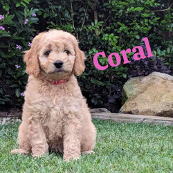 Miniature Groodle Puppies for sale/Other/Both/Younger Than Six Months,We have a litter of beautiful Mini Groodles. Born on the 16th of February. Ready to go to new homes from the 12th of April but we can hold them for later pick up.The mother is a non-shedding Miniature Groodle with a beautiful temperament. The father is a Purebred miniature Red Poodle. Both have been DNA tested and cleared of all common genetic conditions.Groodles have the gentle, even-nature of the Golden Retriever combined with the intelligence of the poodle. They are loving, friendly and love people. They respond well to obedience training.The puppies are very affectionate, are responding well to training, have been sleeping through the night, toilet training is progressing very well. They have gentle, sweet natures. They are non-shedding. One of the puppies, Duke, will have the fleece coat like mum and the other pups will be curly coated. Expected adult size of pups will be around 14kgs.All our dogs are treated as family members. They are fed the best diets and are up to date with all their vaccinations and worming treatments. Our puppies were born and raised indoors in a clean, loving, calm and happy home environment. They spend time outdoors during the day with access to an inside area via a doggy door. You will also be able to interact with the parents and Grandparents of the puppies.The puppies have started socialisation training. They have been exposed to noises, adults, children, and other dogs. Crate training in progress. They know how to use a doggy door. We have started touch training to get them used to being groomed and they are responding extremely well. They have been exposed to water and bathing. We are happy to stay in touch to assist with puppy settling into new home.We want our puppies to go to loving homes. We encourage you to send us some details about you and your family environment when you make contact.We can provide testimonials of previous puppy owners. Photos of puppies from Neo’s, (the father) last litter are available and we can arrange viewing of previous pups pending availability. Video calls and interstate transport can be arranged.Puppies come; vaccinated, microchipped, wormed and vet checked.They will be provided with a lovely puppy care pack containing goodies and a care/feeding guide.BIN 0012232045993NCPI 9004163