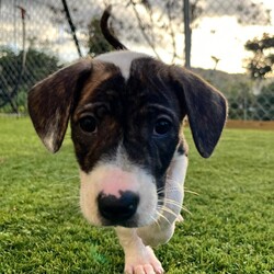 Adopt a dog:Nicole/Mixed Breed/Female/Baby,Nicole is currently in Puerto Rico, and will be to flying to Morristown New Jersey on April 19. Please fill out an application here to learn more about her.

https://thesatoproject.org/adopt

Nicole and her siblings were found abandoned on the streets of Puerto Rico. They were bottle raised by our team and are now ready to fly to New Jersey and meet their forever families. She is estimated to be eight weeks old and currently weighs 7 pounds. 

She has a happy, playful puppy. She will do best in a family that has committed to continuing her training and provide enrichment and structure. 
Please fill out the application here to learn more about her.

https://thesatoproject.org/adopt