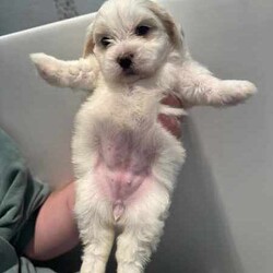 Adopt a dog:MALTESE SHIHZU PUPS/Maltese Shih Tzu/Both/Younger Than Six Months,maltese x shihzu puppiesRUBY, CALV JNR & JAYMIE FEMALE(two white&cream, and black/white)RUNTY & BROWNIE MALE(one white&cream, and brown/white)Their mum sadly passed away not long after birth so they’ve been completely hand raised meaning they’re super affectionate, they love cuddles and each one has their own personality.They’ve grown up around cats & childrenPhoto of mum & dad available on requestUpto date with Vaccinations & Microchip, flea & wormnot desexed as too youngperfectly healthyMICROCHIPS956000016783850956000016783300956000017212257956000017184138956000017135776SOURCEMB172400D.O.B19.02.2024NCPI9003358