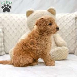 Jimmy/Mini Goldendoodle									Puppy/Male	/7 Weeks,This sweet and adorable F1B Mini Goldendoodle is looking for a forever family! Mom “Darla” is a 30 lb Mini Goldendoodle and Dad “Diamond” is a 24lb AKC registered Mini Poodle. Adult expected size is 22-30lbs. All vaccinations and dewormings are up to date and any necessary paperwork will be provided. Puppy also comes with a 30 day health guarantee, as well as a 1 year genetic health guarantee. Raised by a large and loving family with children, this pup will be a wonderful new companion for you! To make the transition easier, a baggie of food will also be included. Please contact anytime! We do not text.