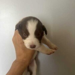 Purebred border collie puppies for sale/Border Collie/Female/Younger Than Six Months,Puppies for sale. Male and female chocolate, black tri and chocolate Merle’s available. Sold with a puppy pack of Advance medium dry food and Kong toys with the scent of mum and siblings to provide comfort.953010100348562953010100348564953010100348565953010100348566953010100348567953010100348570953010100348572953010100348775953011003485777