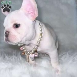 Royal/French Bulldog									Puppy/Female	/11 Weeks,Meet Royal, the tiny Platinum princess with a heart of gold! At just 8 weeks old, she’s not just petite but packed with sweetness and the dreamiest temperament imaginable. 