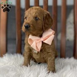 Maybelle F1B med/Goldendoodle									Puppy/Female	/5 Weeks,Hello! My name is Maybelle. I’m a gorgeous girl looking for my forever home and I who loves to snuggle! Maybelle is up to date on all age appropriate vaccinations and wormer as well as microchipped and will be vet health checked before leaving.