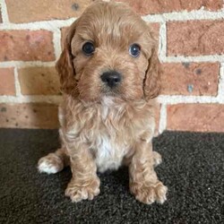 1st gen cavoodles/Cavalier King Charles Spaniel/Female/Younger Than Six Months,1st generation cavoodles3 males 1 femaleParents DNA testedhealth checked, vaccinated and microchipped.Born 5th feb 2024Based in parkes NSW, Transport to Sydney included please DM for viewings via video callLooking for homes for the 3rd weekend of April 