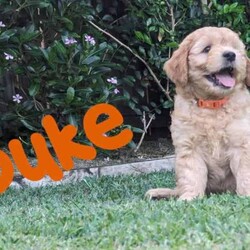 Miniature Groodle Puppies for sale/Other/Both/Younger Than Six Months,We have a litter of beautiful Mini Groodles. Born on the 16th of February. Ready to go to new homes from the 12th of April but we can hold them for later pick up.The mother is a non-shedding Miniature Groodle with a beautiful temperament. The father is a Purebred miniature Red Poodle. Both have been DNA tested and cleared of all common genetic conditions.Groodles have the gentle, even-nature of the Golden Retriever combined with the intelligence of the poodle. They are loving, friendly and love people. They respond well to obedience training.The puppies are very affectionate, are responding well to training, have been sleeping through the night, toilet training is progressing very well. They have gentle, sweet natures. They are non-shedding. One of the puppies, Duke, will have the fleece coat like mum and the other pups will be curly coated. Expected adult size of pups will be around 14kgs.All our dogs are treated as family members. They are fed the best diets and are up to date with all their vaccinations and worming treatments. Our puppies were born and raised indoors in a clean, loving, calm and happy home environment. They spend time outdoors during the day with access to an inside area via a doggy door. You will also be able to interact with the parents and Grandparents of the puppies.The puppies have started socialisation training. They have been exposed to noises, adults, children, and other dogs. Crate training in progress. They know how to use a doggy door. We have started touch training to get them used to being groomed and they are responding extremely well. They have been exposed to water and bathing. We are happy to stay in touch to assist with puppy settling into new home.We want our puppies to go to loving homes. We encourage you to send us some details about you and your family environment when you make contact.We can provide testimonials of previous puppy owners. Photos of puppies from Neo’s, (the father) last litter are available and we can arrange viewing of previous pups pending availability. Video calls and interstate transport can be arranged.Puppies come; vaccinated, microchipped, wormed and vet checked.They will be provided with a lovely puppy care pack containing goodies and a care/feeding guide.BIN 0012232045993NCPI 9004163