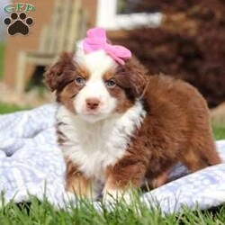 Jynx/Miniature Australian Shepherd									Puppy/Female	/9 Weeks,Introducing Jynx, an irresistibly adorable AKC Miniature Australian Shepherd puppy looking for her forever home! With fluffy fur that’s as soft as a cloud and eyes that sparkle with curiosity, this little gal is ready to fill your home with joy. Our sweet baby has a heart full of love and a playful spirit that will fill your home with laughter. Whether cuddled up on the couch or exploring the great outdoors she is ready to bring endless joy and companionship to the lucky family that opens their hearts to its boundless affection. The Australian Shepherd is a breed known for its intelligence and boundless energy. Originally bred to herd livestock, these agile dogs thrive on mental and physical stimulation. Their keen instinct and strong work ethic make them adept at various tasks, from obedience competitions to agility courses. The Mama is named Carma she weighs 27lbs. She has a heart of gold and is the best Mama to the puppies. Dad is a handsome boy named Shiloh, he has a goofy personality and keeps us all on our toes. Shiloh weighs 32lbs.  All of our pups are up to date on all vaccines and dewormer, microchipped, they come with our one year genetic health guarantee, AKC registration, & they have received a full, nose to tail exam from our vet. This ensures you are receiving a healthy and extremely lovable baby. If you have any more questions or would like to schedule a visit with the babies you can call or text me anytime. Thanks! Tracie Angel
