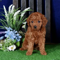 Wren/Cavapoo									Puppy/Female	/7 Weeks,This girly is waiting for someone to take her to her new home. She is socialized with children and raised in a loving family. She is microchipped, up to date on vaccinations, vet checked, comes with a 30 day health guarantee and a 2 year health guarantee. But that’s not everything! She also comes with a small bag of dog food, collar, leash, toy, and scent towel! Any questions? Feel free to call or email today! Puppies can be held with a down payment. 
