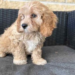 Cavoodle first generation purebred pups/Other/Both/Younger Than Six Months,We have an outstanding litter of first generation Cavoodle pups. Dad is a pure breed toy poodle mum is a purebred cavalier. With great health and no issues. Pups come fully vaccinated microchipped and wormed. And passed all health tests and clear of any heart or abdominal issues.Please call for a quick response.Pups are well socialised and grown in a loving family environment. Pee pad training has already commenced$1,200 on black pups$1,500 on gold pup******2516 REVEAL_DETAILS Microchip numbers956000016608229956000016605163956000016724371956000016723015956000016727286Source numberMB146694