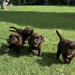 Adopt a dog:READY NOW Female Labrador Puppy ❤️/Labrador Retriever/Female/Younger Than Six Months,Chocolate Labrador Puppy.Ready NOW.Miss Purple.Regular fun training is underway now, with essential commands.Comes with-Vet HEALTH checkVaccinatedMicrochippedUp to date worming, flea and tick treatmentsPlus 6 weeks free pet insurance.Both parents are owned by us and viewable when visiting.The parents have excellent temperaments.They are Mains Pedigree, Chocolate Labrador’sPup is sold as family pup only.Please contact us asap to arrange to meet with Miss Purple.Breeders Identification Number -0005593873862Responsible Pet Breeders Association - Membership Number: 3144