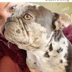 Adopt a dog:/French Bulldog/Male/Younger Than Six Months,