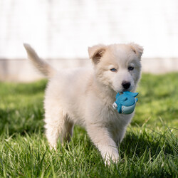 Adopt a dog:Ragnar /Great Pyrenees/Male/Baby,Introducing Ragnar, an adorable 11-week-old, 12 lb Great Pyrenees mix, bursting with intelligence and playful energy! ? Despite facing the challenge of glaucoma, Ragnar's spirit shines brightly, and he's ready to find his forever home with a loving and understanding family. 

Ragnar's charm knows no bounds—he's fantastic with kids, other dogs, and even cats! ???? But what truly sets him apart is his resilience and eagerness to learn. Although his vision impairment may present obstacles, Ragnar is determined to navigate life with joy and enthusiasm.

He's seeking a special family who will embrace his unique needs, providing the patience, love, and support he deserves. With CHN's dedicated special needs trainer standing by to offer guidance and assistance, Ragnar's journey to happiness is paved with opportunity and potential. 

Are you ready to open your heart and home to Ragnar? Together, let's write the next chapter of his story—a tale of resilience, love, and endless tail wag