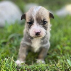 Fawn/Terrier/Female/Baby