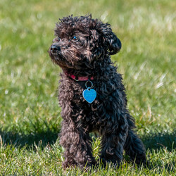Adopt a dog:Atlas/Miniature Poodle/Male/Young,ADOPT ME

Thank you for choosing rescue, if you cannot adopt, please share and donate!  https://www.paypal.com/US/fundraiser/charity/1966330

This is our adoptable dog...if you or anyone you know is interested in adopting this dog please contact: DogGoneInn@Yahoo.com

Name: 		Atlas
Gender: 	Male
Color:		Black
DOB:		06/06/2023 
Breed:		Toy Poodle 
Weight:	05 lbs
Notes: 	I am an owner surrender when they could not financially afford me anymore.  I previously lived with dogs, cats and children.  They have a call into their vet to have me neutered, but you can still adopt me with a neuter clause in your contract.

* SNAP in Cortland (607) 756-2561 (please call SNAP for the latest prices). We will reimburse you $85.00 for a spay and $55.00 for a neuter when you submit the receipt within one week of the service. You must bring the vaccine records, or you will have to pay to have them done again.  

*SANS in Syracuse (315) 834-0141 (please call SANS for the latest prices). We will reimburse you $85.00 for a spay and $55.00 for a neuter when you submit the receipt within one week of the service. You must bring the vaccine records, or you will have to pay to have them done again.  

*A vet of your choice. We will reimburse you $85.00 for a spay and $55.00 for a neuter when you submit the receipt within one week of the service. You must bring the vaccine records, or you will have to pay to have them done again.  

There is an adoption process along with a donation. 

*Please apply here: http://goo.gl/forms/XPuk6w9615GXqo0x2

*Please email to set up an appointment DogGoneInn@Yahoo.com or (315) 728-9344 or www.DGIPaws.org or www.DogGoneInn.com

Don't forget to like and follow us on Facebook, we get new animals in regularly.

Thank you for choosing rescue!