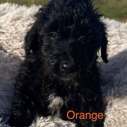 Labradoodle Puppies /Labradoodle/Female/Younger Than Six Months,We have 4 beautiful little girls looking for their furever homes 